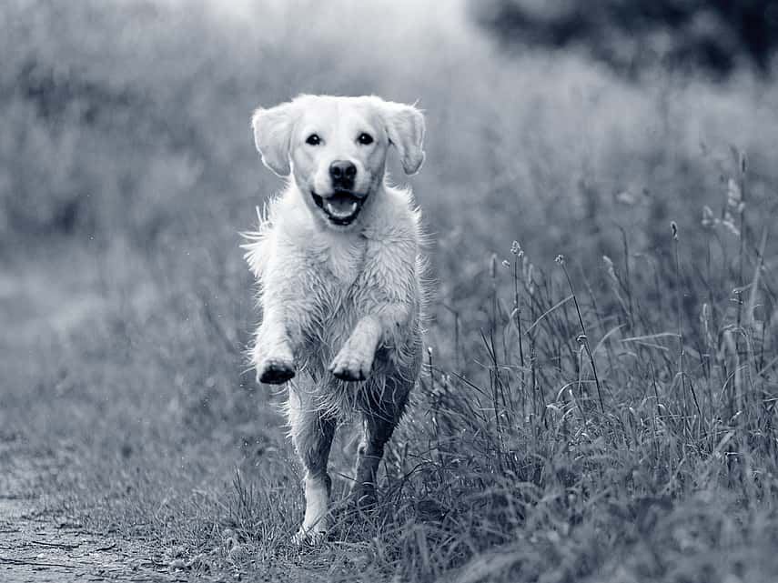 Hond loopt in het bos