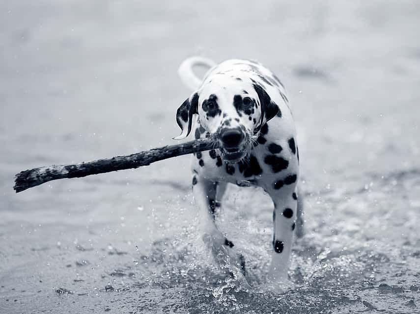 Hond in het water met stok in bek