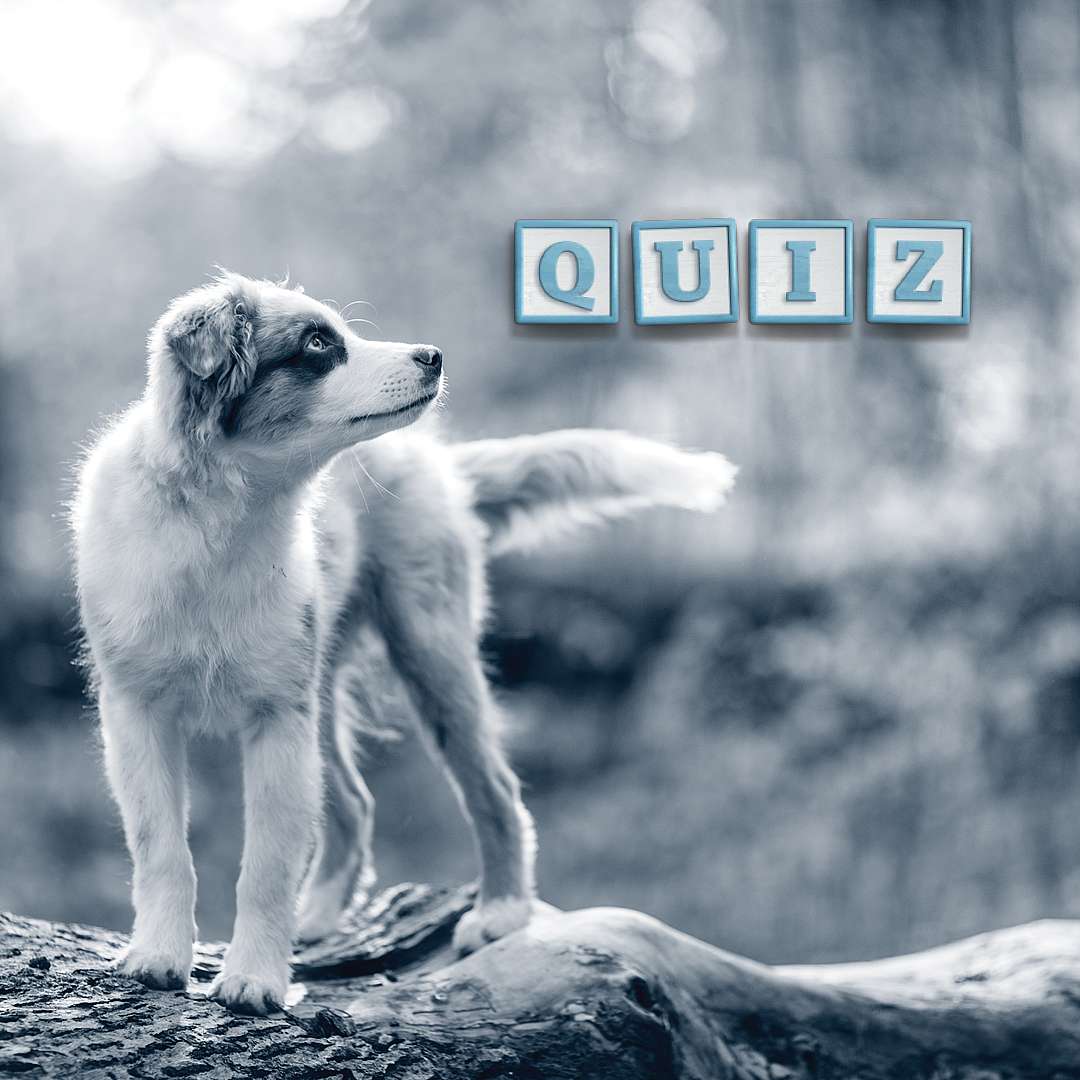 Puppy quiz