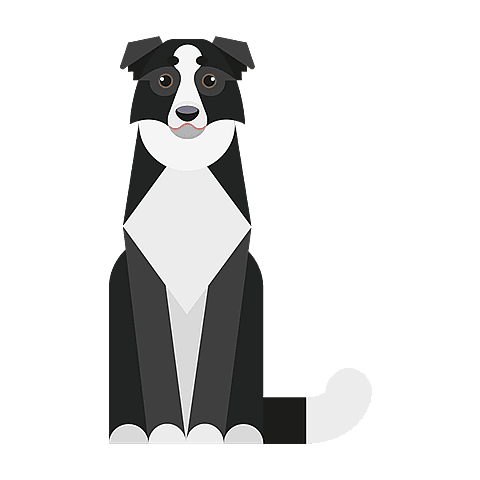 border-collie