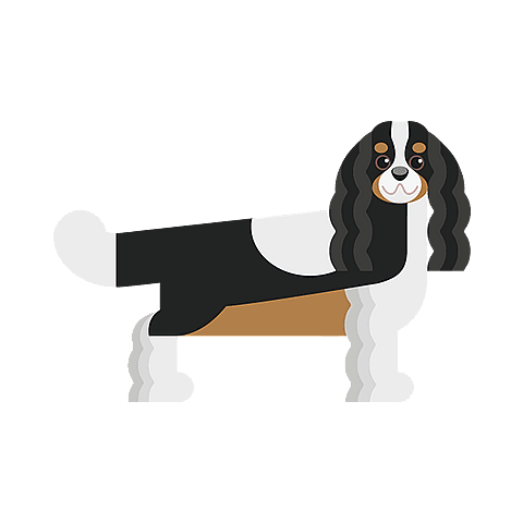 cavalier-king-charles-spaniel