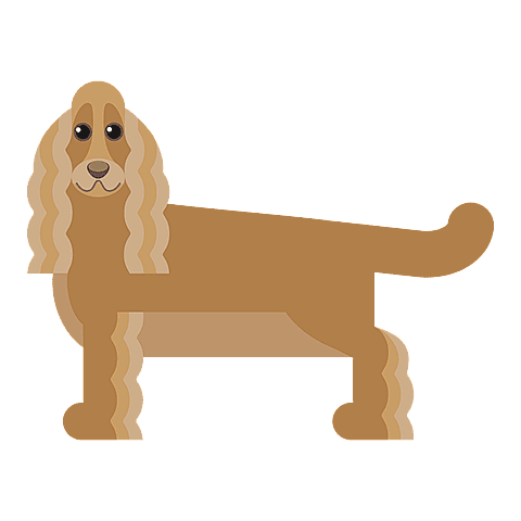 engelse-cocker-spaniel