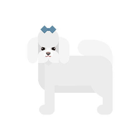 coton-de-tulear