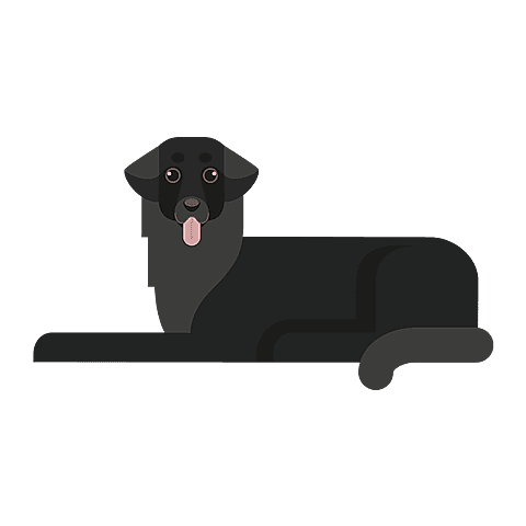 flatcoated-retriever