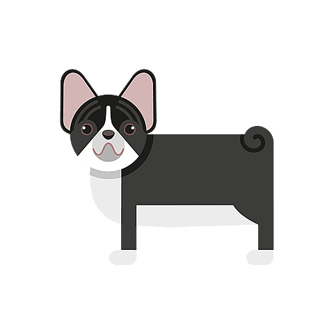 franse-bulldog