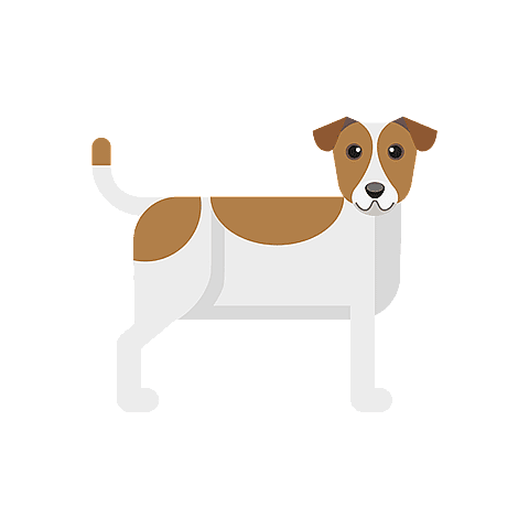jack-russel-terrier