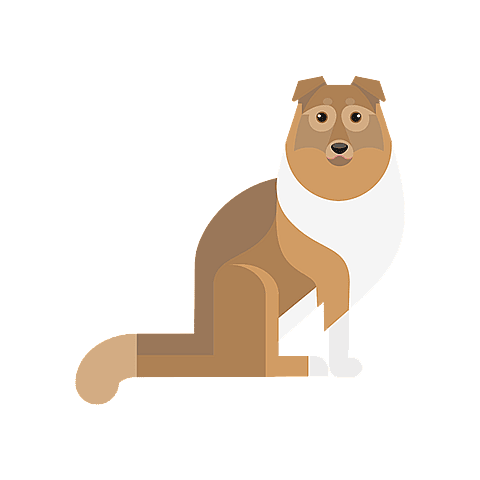 shetland-sheepdog