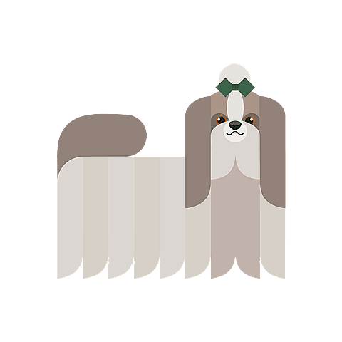 shih-tzu