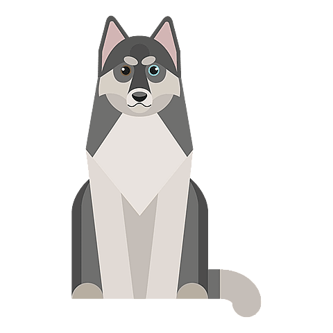siberische-husky