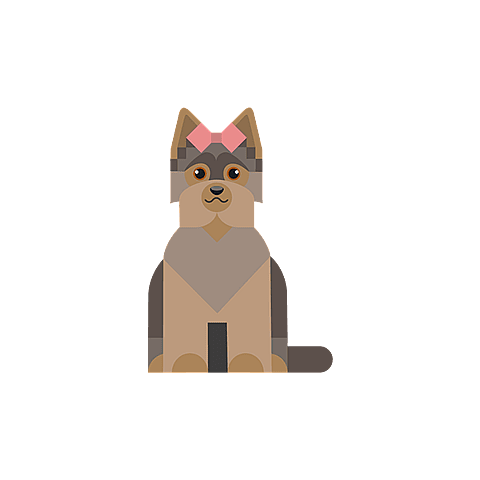 yorkshire-terrier