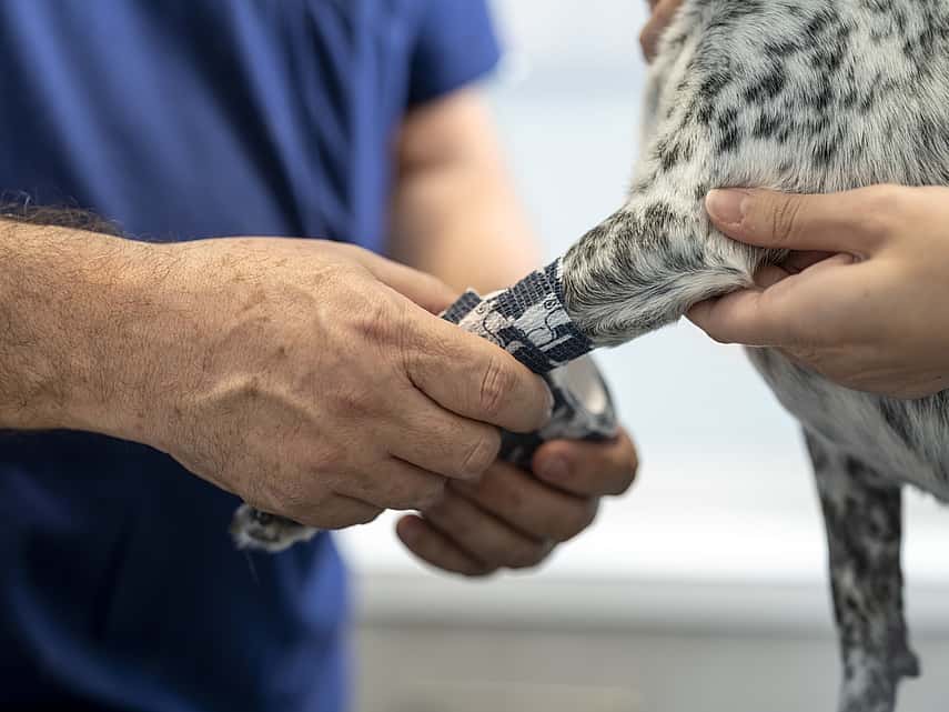 bandage on paw