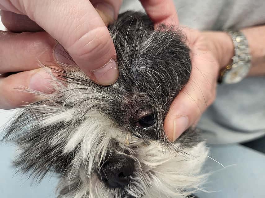 Hond Indy met tumor op de schedel