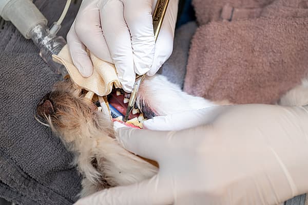 Een hond die door een tandarts wordt onderzocht.