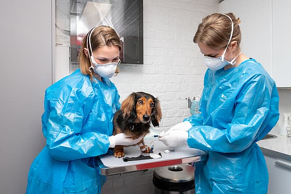 Expertises AniCura Hond en Kat
