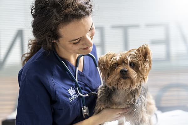 Een persoon met een stethoscoop die een hond vasthoudt.