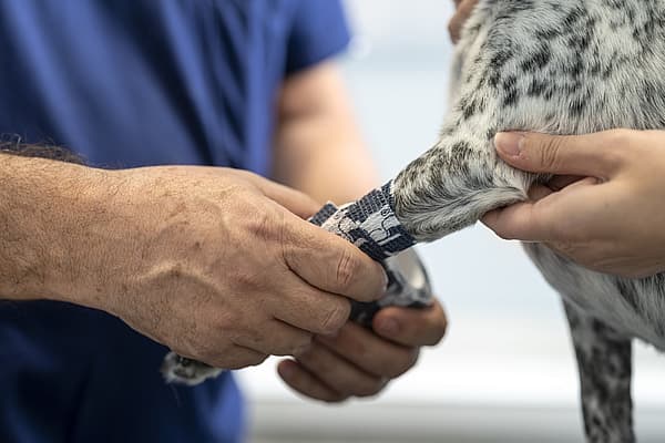 bandage on paw