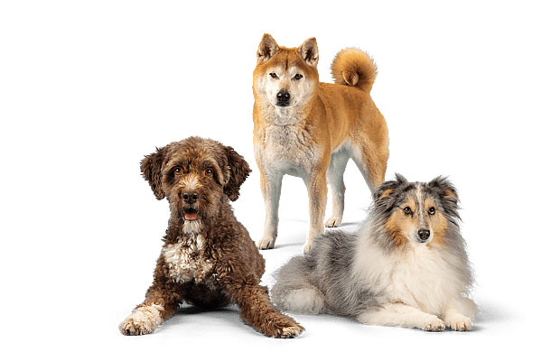 Een groep honden die voor een foto poseren.