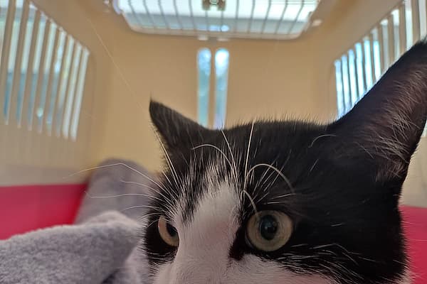Een kat liggend op een deken.