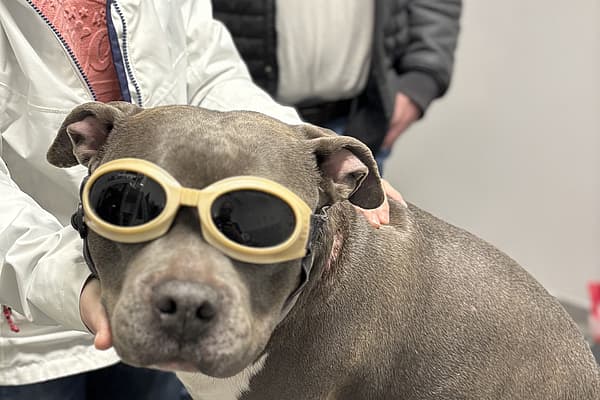 Een hond met een veiligheidsbril.