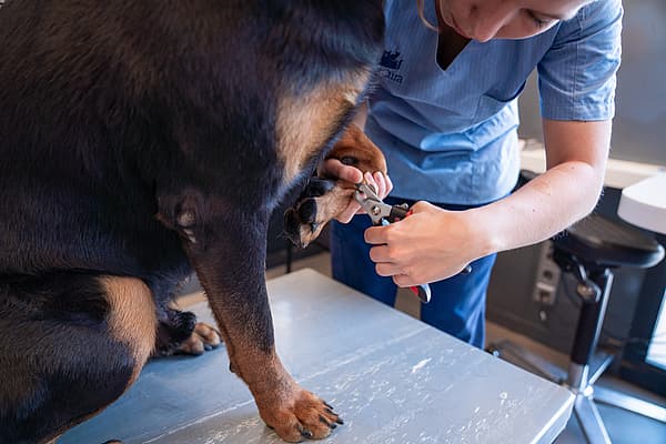 Een persoon die de nagels van een hond knipt.
