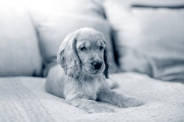Een hond die op een bank ligt.