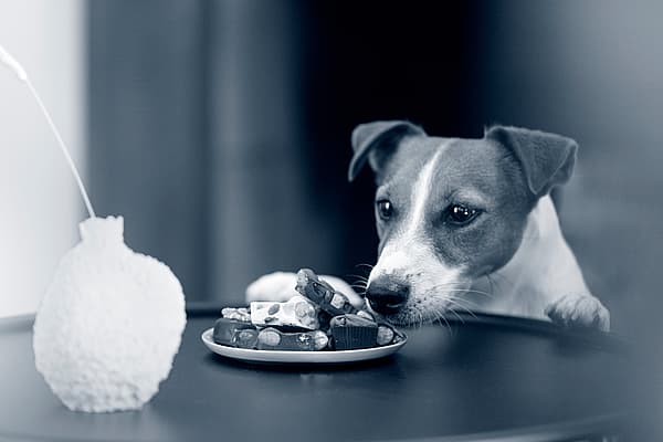 Hond ruikt aan chocolade