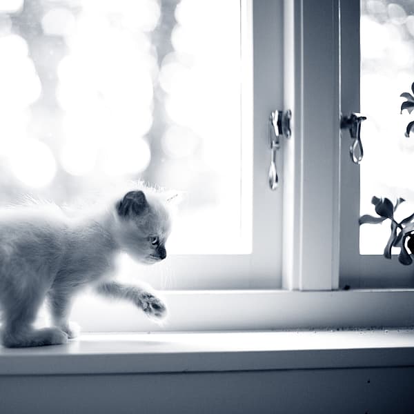 Kitten op vensterbank