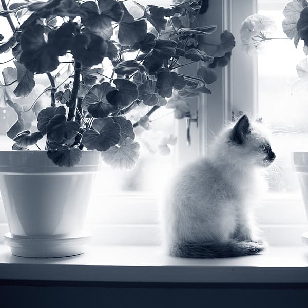 Kat tussen twee bloempotten