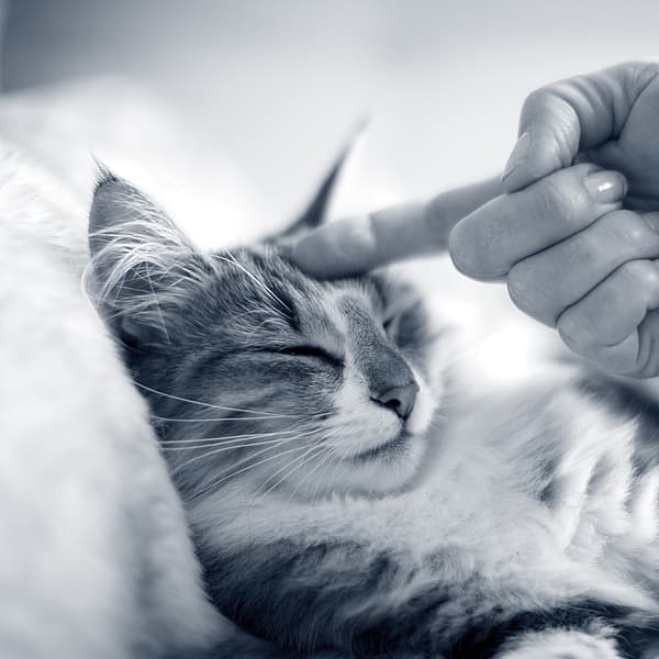 Een hand die een kat aanraakt.