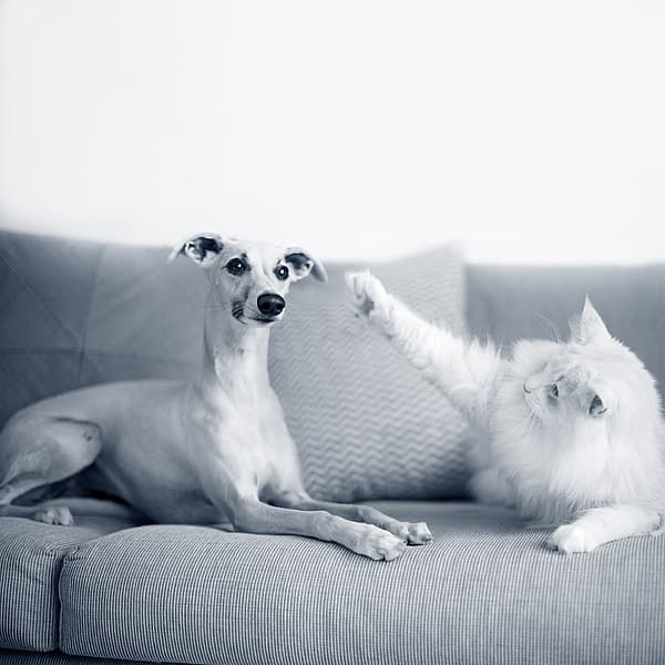 Hond en kat zitten samen op de zetel, kat wil met hond spelen