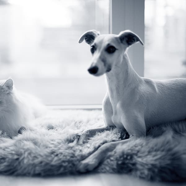 Hond en kat liggen samen op matje