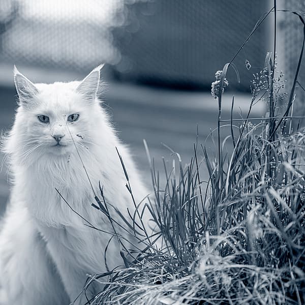 Een witte kat die voor een plant zit.