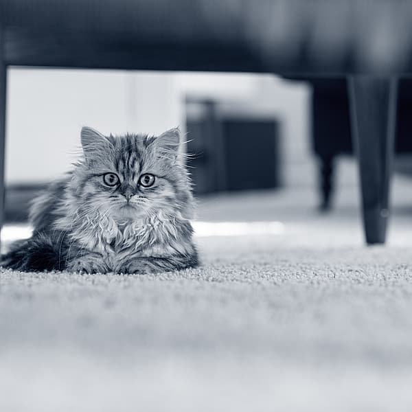 Puppy zit op het gras