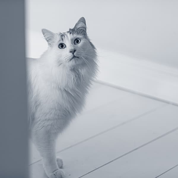 Een kat die zich op een houten vloer bevindt.