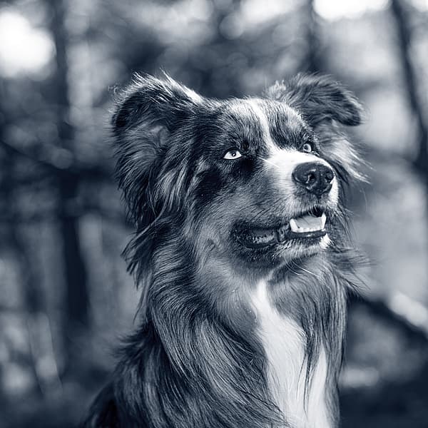 Hond in het bos