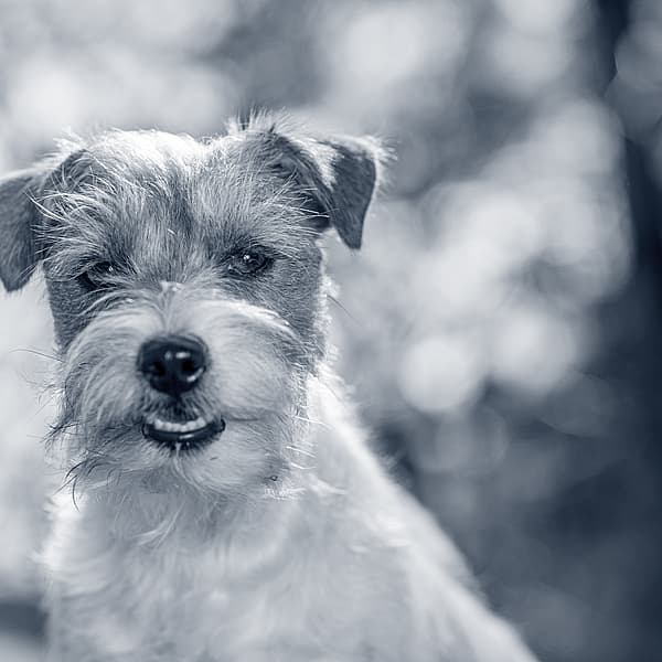 Een hond met waterdruppels op zijn gezicht.