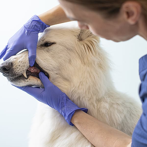 Een persoon in blauwe handschoenen die de mond van een hond aanraken.
