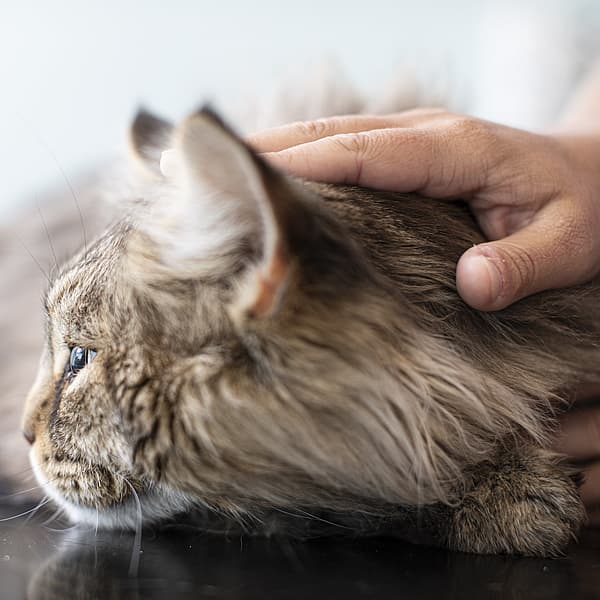 Een hand die een kat aait.