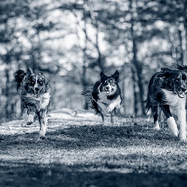 Groep honden lopen in het bos