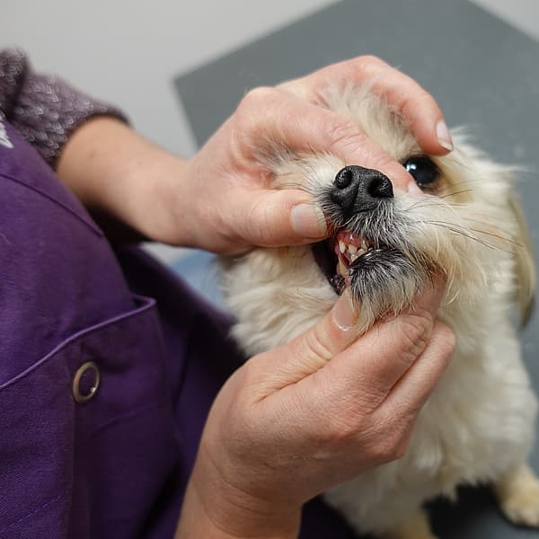 Een hond die door een dierenarts wordt onderzocht.