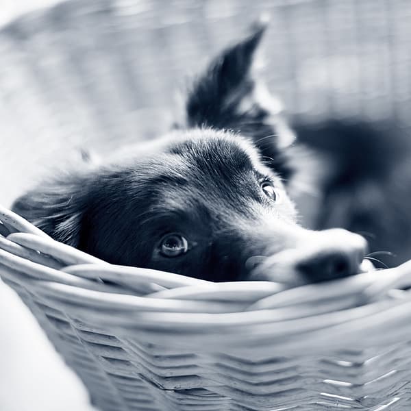 Hond ligt ontspannen in een mandje