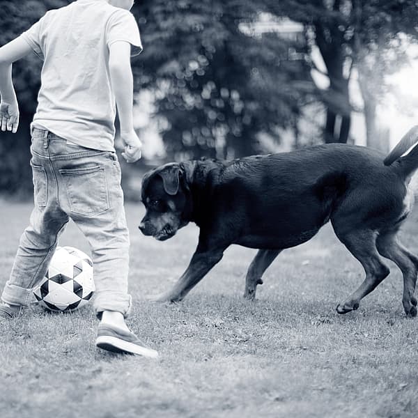 Hond en jongen spelen met de bal