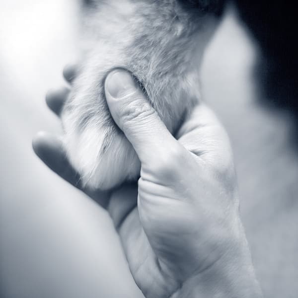 Een persoon die een poot van een kat vasthoudt.