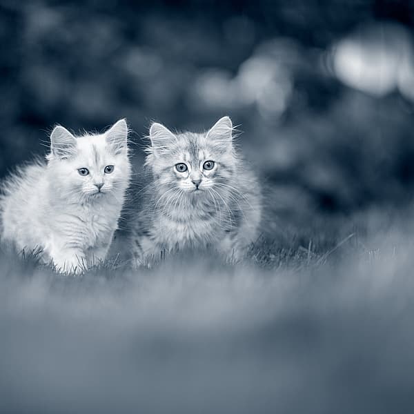 Twee katjes in het gras.