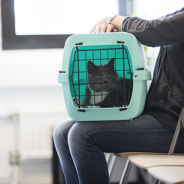 Kat in transportbox