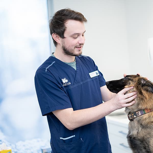 tandheelkunde hond