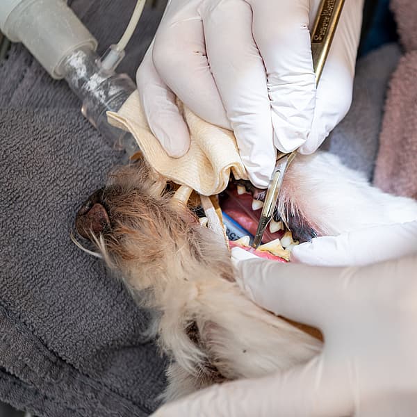 Een hond die door een tandarts wordt onderzocht.