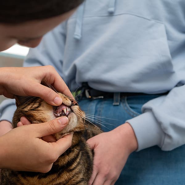 Een persoon die de mond van een kat aanraakt.