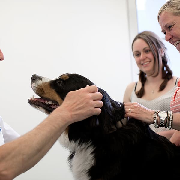 Dierenarts onderzoekt grote hond