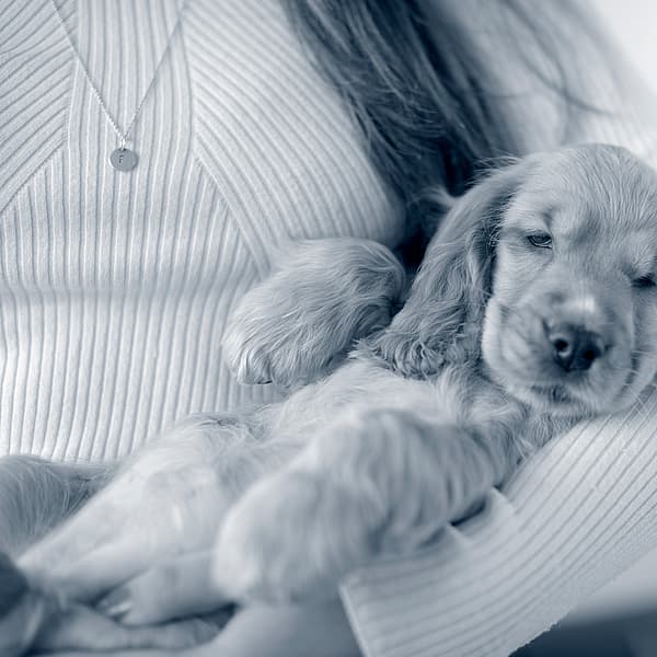 Een persoon die een puppy vasthoudt.